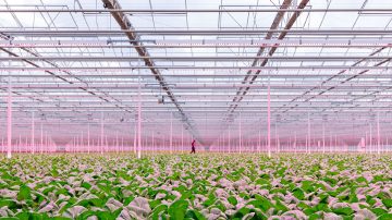 GreenPower LED toplighting in de kas van Siberia