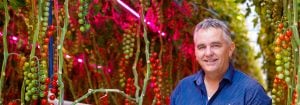 Consumenten geven de voorkeur aan onder LED geteelde tomaten