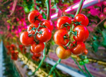 Gezondere planten leiden tot een hogere productie en betere kwaliteit