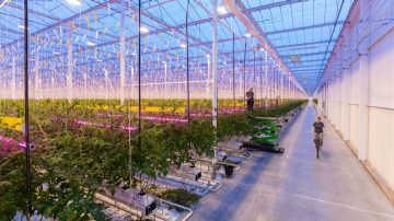 GreenPower LED toplighting in de kas van Wim Peters