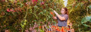 GreenPower LED-producten voor de tuinbouw