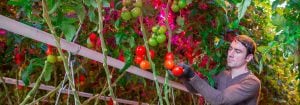 Philips GreenPower LED-interlighting systeem