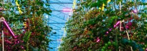 Philips GreenPower LED toplighting compact