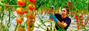 Groenten en fruit telen met LED