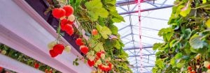 Fruit telen met LED