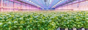 Binnen kruiden telen met LED