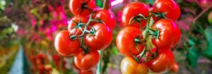 Selecteer je land en taal voor Philips Horticulture LED Solutions