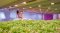 Succesvol vertical farm