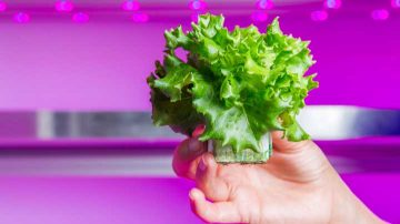 LED-groeilampen voor sla: hogere opbrengsten en compacte kroppen