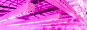 LED-lampen voor verticale landbouw