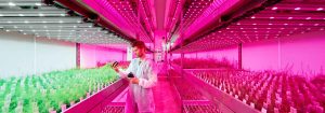 Philips Horti LED-partners