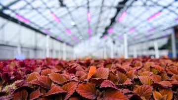 Meer succes bij vermeerdering met LED-vermeerderingslampen