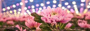 LED-groeilampen voor sierteelt