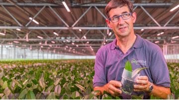 Laat rozen bloeien met LED-lampen voor rozen