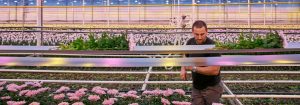 Sterkere chrysanten die langer mooi blijven met  LED-groeilampen
