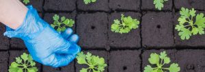 Meer succes met LED-kweeklampen