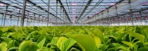LED-groeilampen voor perkplanten