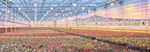 LED-groeilampen  voor potplanten
