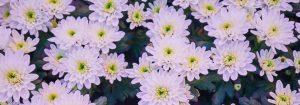 LED-groeilampen voor snijbloemen